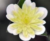 Full double white flower with green shading to the centre